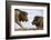 Face to Face-Tamir Bibi-Framed Photographic Print