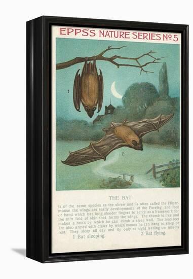 Facts About Bats-null-Framed Stretched Canvas