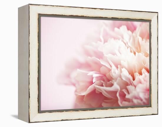 Fade to Pink-Doug Chinnery-Framed Premier Image Canvas