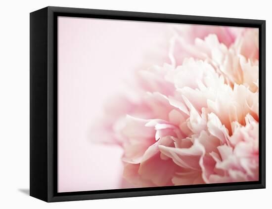 Fade to Pink-Doug Chinnery-Framed Premier Image Canvas