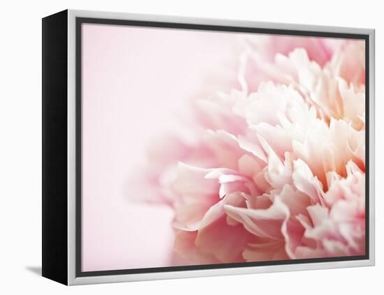 Fade to Pink-Doug Chinnery-Framed Premier Image Canvas