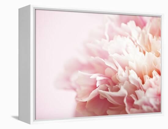 Fade to Pink-Doug Chinnery-Framed Premier Image Canvas