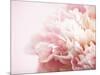 Fade to Pink-Doug Chinnery-Mounted Premium Photographic Print