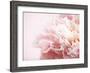 Fade to Pink-Doug Chinnery-Framed Photographic Print
