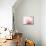 Fade to Pink-Doug Chinnery-Mounted Photographic Print displayed on a wall