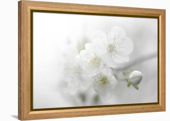 Fade to White-Philippe Sainte-Laudy-Framed Premier Image Canvas