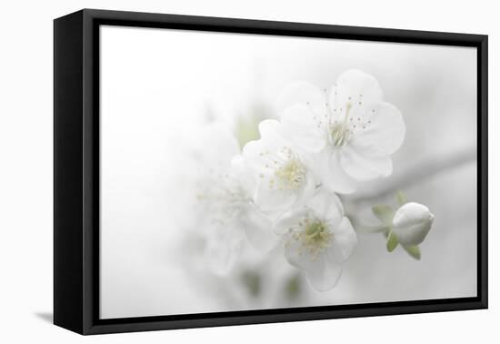 Fade to White-Philippe Sainte-Laudy-Framed Premier Image Canvas