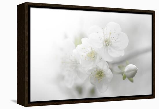 Fade to White-Philippe Sainte-Laudy-Framed Premier Image Canvas