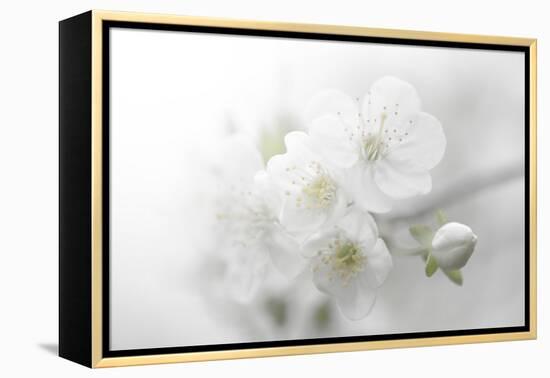 Fade to White-Philippe Sainte-Laudy-Framed Premier Image Canvas