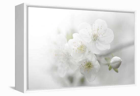 Fade to White-Philippe Sainte-Laudy-Framed Premier Image Canvas