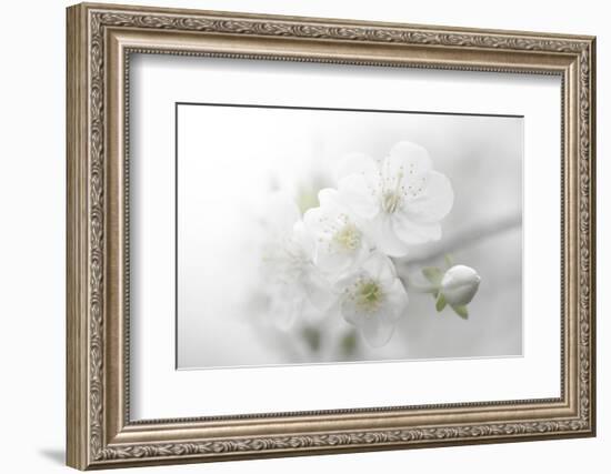 Fade to White-Philippe Sainte-Laudy-Framed Photographic Print