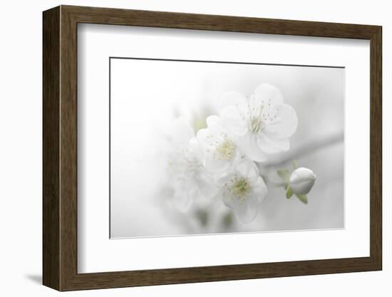 Fade to White-Philippe Sainte-Laudy-Framed Photographic Print