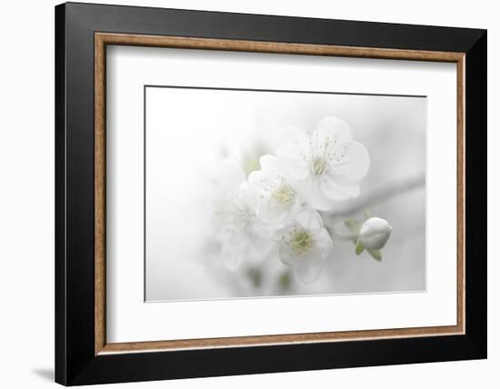 Fade to White-Philippe Sainte-Laudy-Framed Photographic Print