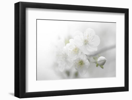 Fade to White-Philippe Sainte-Laudy-Framed Photographic Print