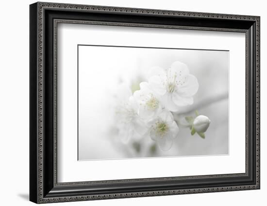 Fade to White-Philippe Sainte-Laudy-Framed Photographic Print