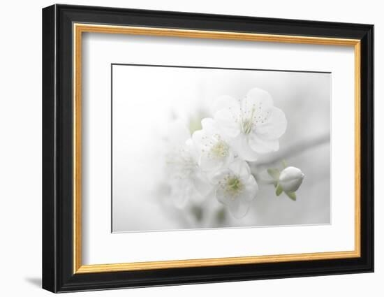 Fade to White-Philippe Sainte-Laudy-Framed Photographic Print