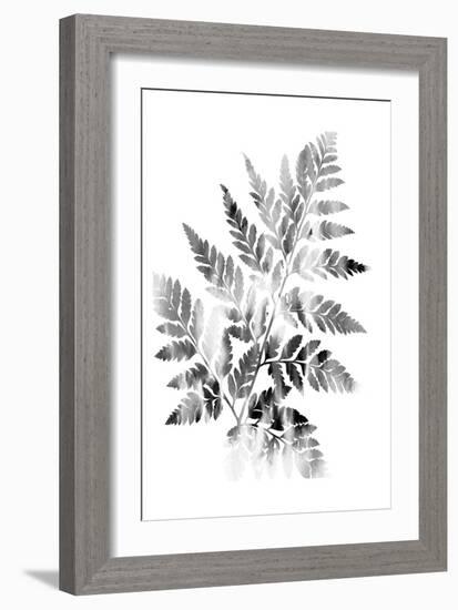 Faded Fern-Sheldon Lewis-Framed Art Print