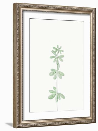 Faded Fronds - Solo-Irene Suchocki-Framed Giclee Print