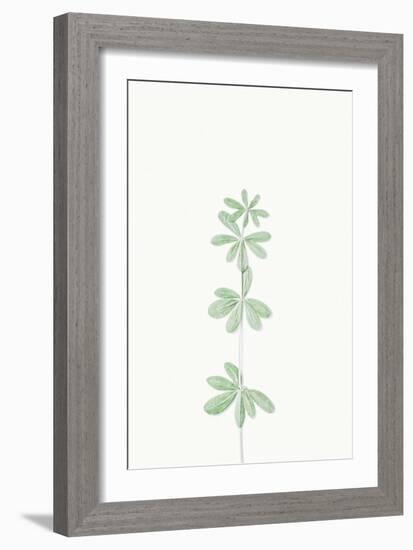 Faded Fronds - Solo-Irene Suchocki-Framed Giclee Print