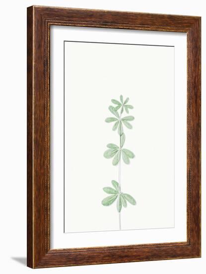Faded Fronds - Solo-Irene Suchocki-Framed Giclee Print