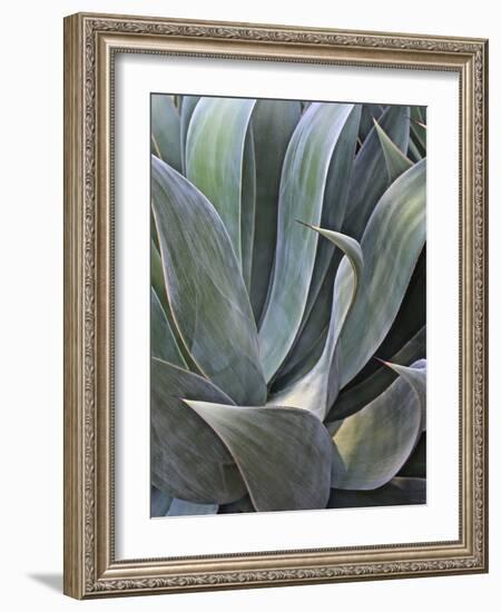 Faded Succulant Detail, 2017-null-Framed Photographic Print