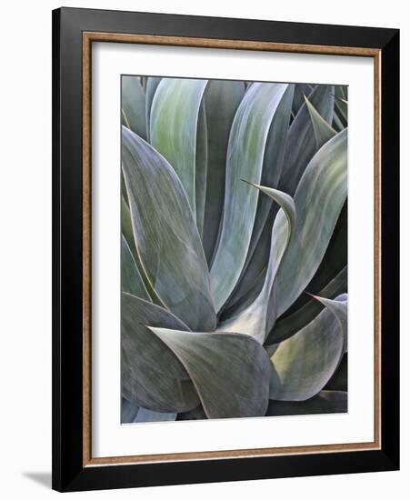 Faded Succulant Detail, 2017-null-Framed Photographic Print