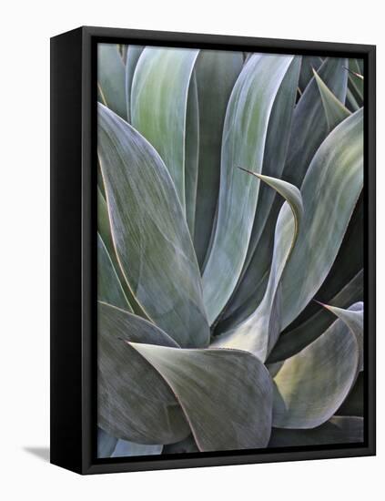 Faded Succulant Detail, 2017-null-Framed Premier Image Canvas