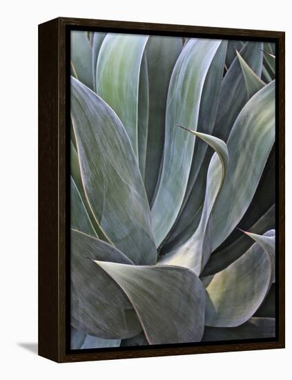 Faded Succulant Detail, 2017-null-Framed Premier Image Canvas