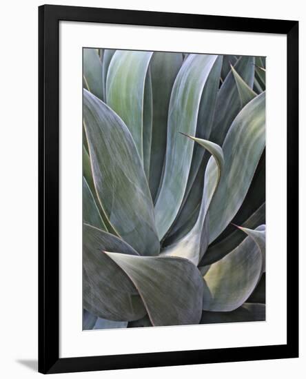 Faded Succulant Detail, 2017-null-Framed Photographic Print