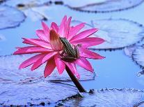 Frog on water lily in pond-Fadil-Photographic Print