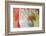 Fading Flowers-Doug Chinnery-Framed Photographic Print
