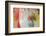 Fading Flowers-Doug Chinnery-Framed Photographic Print