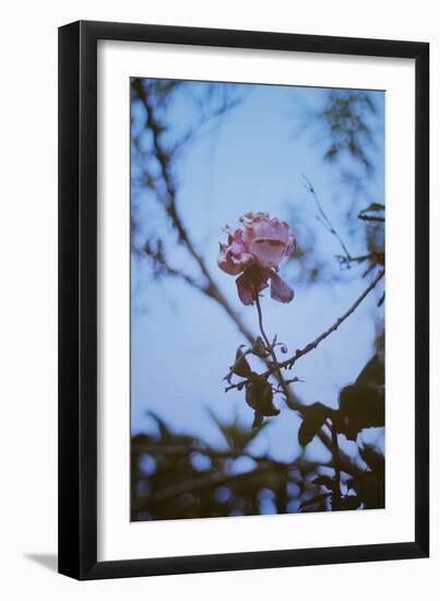 Fading Rose-Carolina Hernandez-Framed Photographic Print