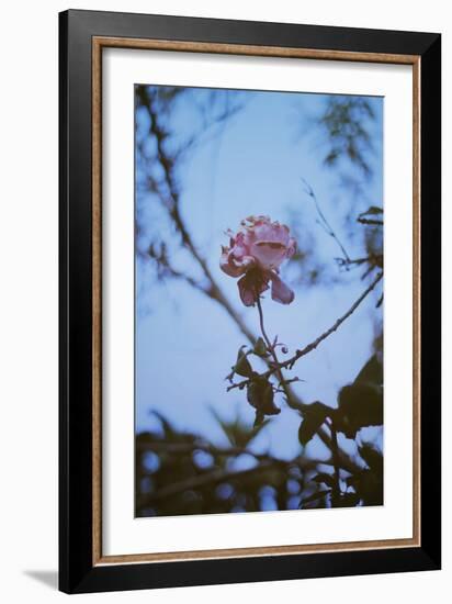 Fading Rose-Carolina Hernandez-Framed Photographic Print