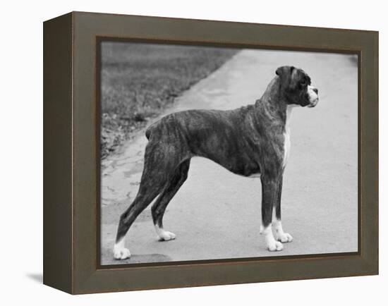 Faerdorn Main Attraction Owned by Harvey-Thomas Fall-Framed Premier Image Canvas