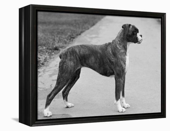 Faerdorn Main Attraction Owned by Harvey-Thomas Fall-Framed Premier Image Canvas