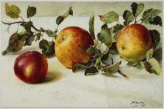 Book Illustration of Apples-Fairfax Muckler-Framed Premier Image Canvas
