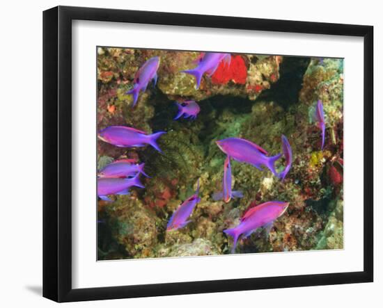 Fairy Basslets in Milne Bay, Papua New Guinea-Stuart Westmorland-Framed Photographic Print