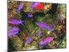 Fairy Basslets in Milne Bay, Papua New Guinea-Stuart Westmorland-Mounted Photographic Print