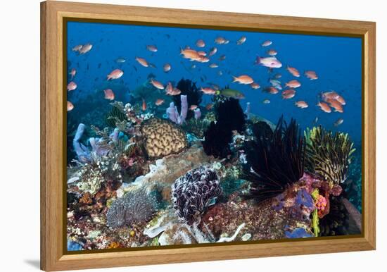 Fairy Basslets Over a Reef-Matthew Oldfield-Framed Premier Image Canvas