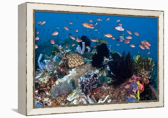 Fairy Basslets Over a Reef-Matthew Oldfield-Framed Premier Image Canvas