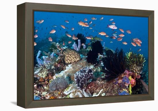 Fairy Basslets Over a Reef-Matthew Oldfield-Framed Premier Image Canvas