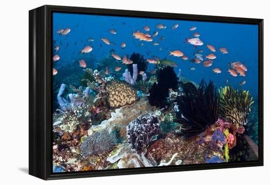 Fairy Basslets Over a Reef-Matthew Oldfield-Framed Premier Image Canvas