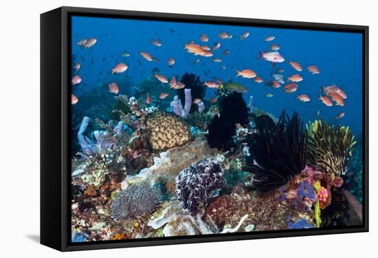 Fairy Basslets Over a Reef-Matthew Oldfield-Framed Premier Image Canvas