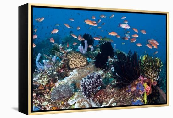 Fairy Basslets Over a Reef-Matthew Oldfield-Framed Premier Image Canvas