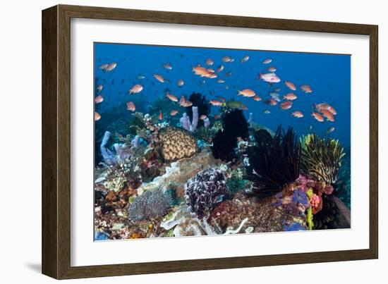 Fairy Basslets Over a Reef-Matthew Oldfield-Framed Premium Photographic Print