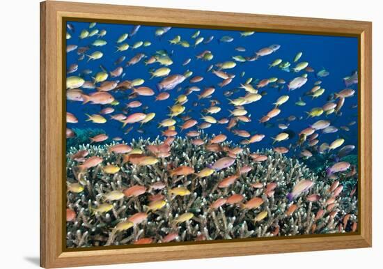 Fairy Basslets Over a Reef-Matthew Oldfield-Framed Premier Image Canvas