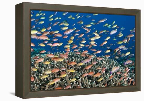Fairy Basslets Over a Reef-Matthew Oldfield-Framed Premier Image Canvas