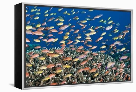 Fairy Basslets Over a Reef-Matthew Oldfield-Framed Premier Image Canvas