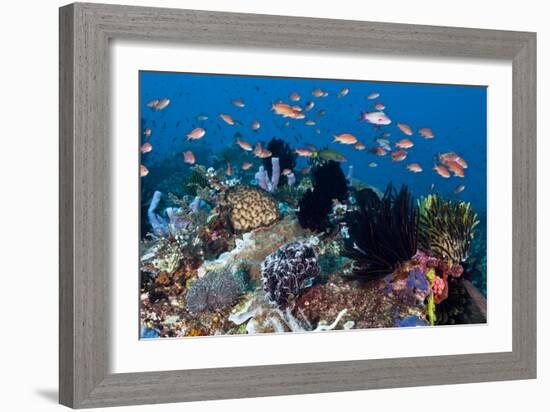 Fairy Basslets Over a Reef-Matthew Oldfield-Framed Photographic Print